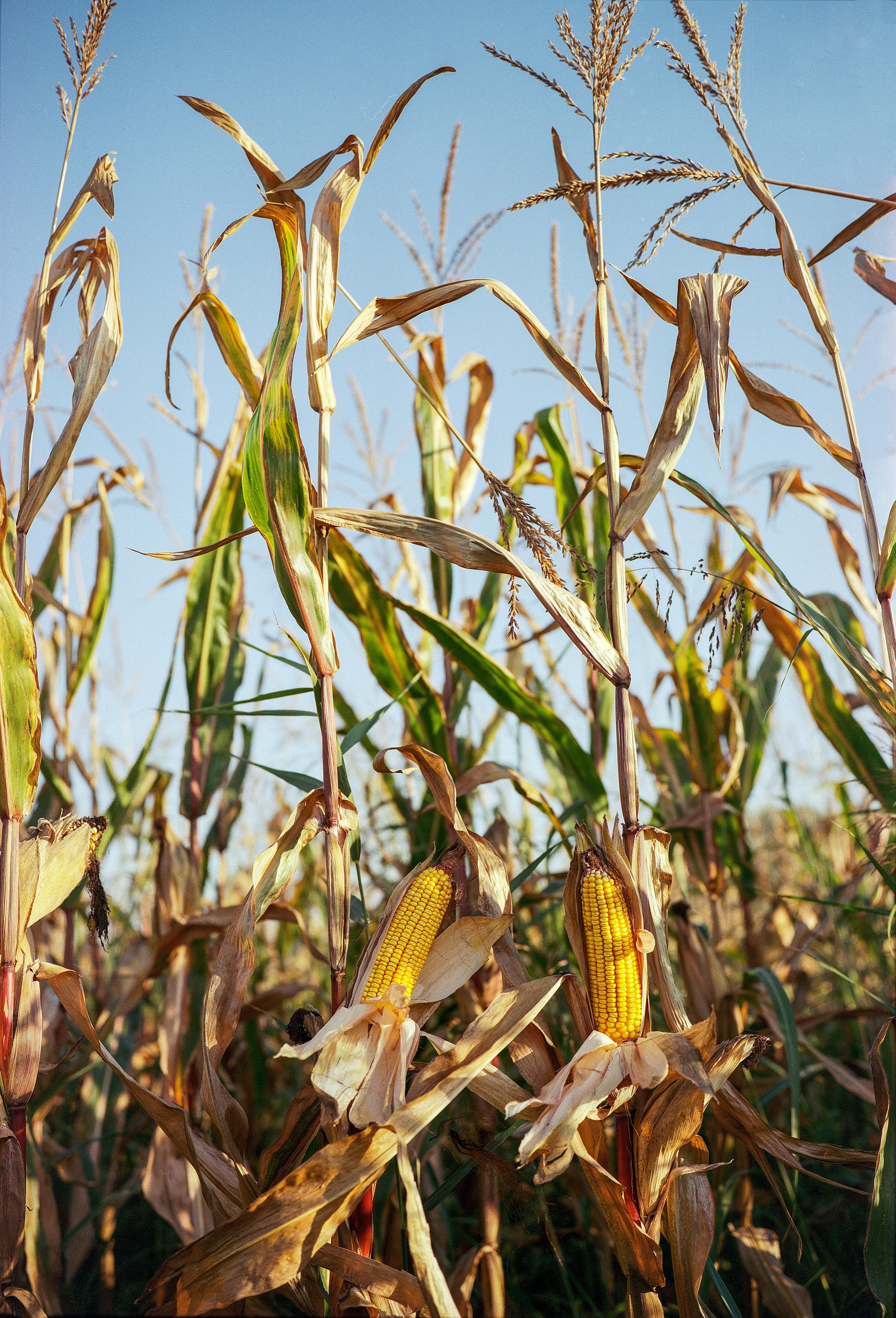 Biomass feedstock